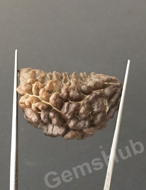 1 Face/Mukhi Certified Rudraksha Premium Quality